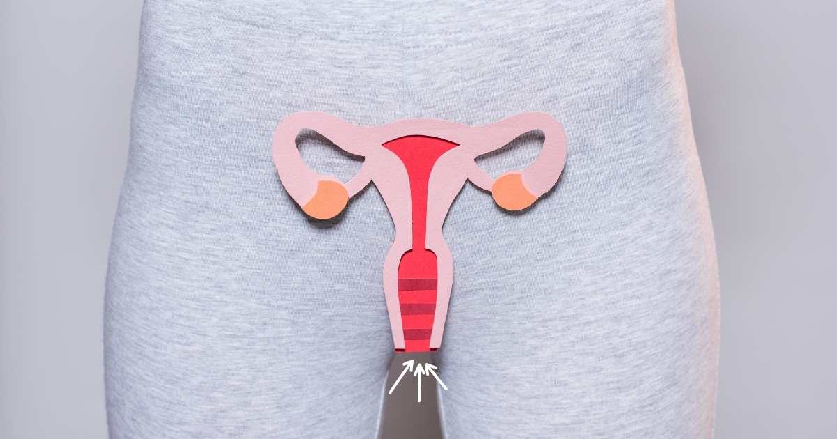 uterus / arrows pointing to the cervix