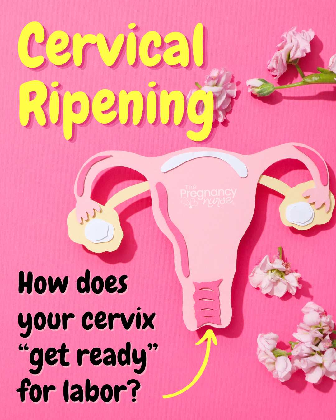 uterus made out of paper with dried flowers around it. Cervical ripening/ how does your cervix "get ready" for labor?