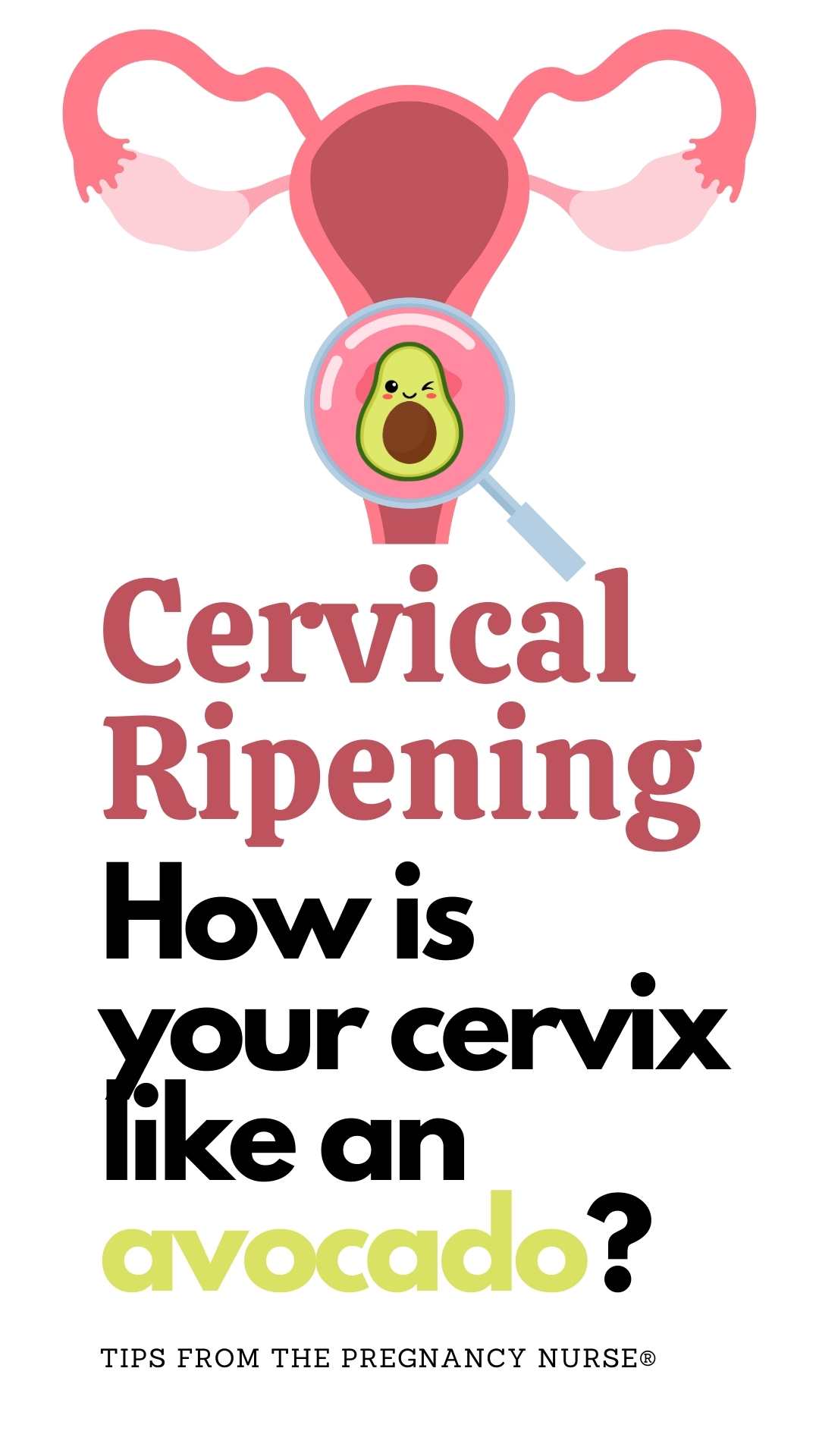 uterus, with an avocado over the cervix in a magnifying glass / cervical ripening, how is your cervix like an avocado?