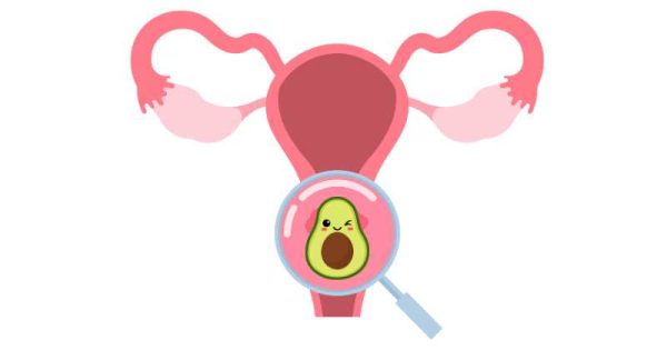 uterus, with an avocado over the cervix in a magnifying glass