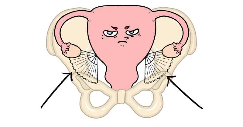 uterus in a pelvis with round liagments